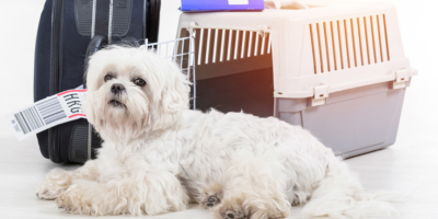 Online Dog Bite Prevention Training for Travel Industry