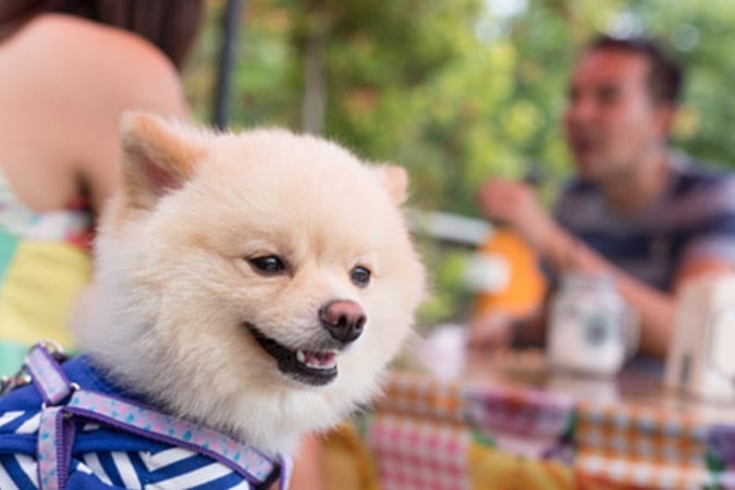 Dogs in Restaurants