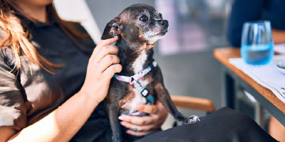 Dogsurance Bartender Dog Safety Training