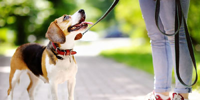 Dogsurance Dog Bite Prevention Training for Dog Walkers