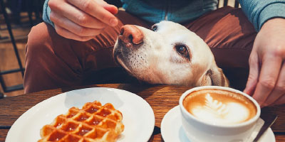 Dogsurance Food Service Dog Safety Course