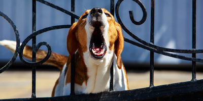Dogsurance Real Estate Agent Dog Safety Training