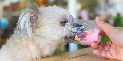 Dogsurance Waiter Dog Bite Prevention Training