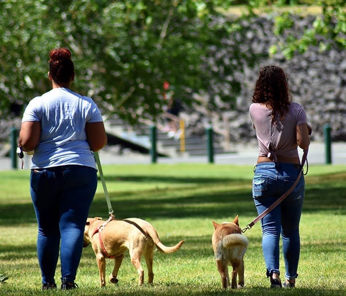 Girls Walking Dogs in Pet-Friendly Park
