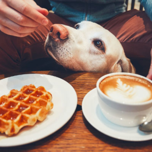 Occupational Dog Bite Prevention Training for Food Service