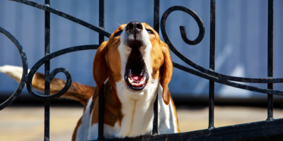 Online Dog Bite Prevention Training for Real Estate Agents