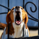 Online Dog Bite Prevention Training for Real Estate Agents