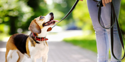 Online Dog Bite Prevention Training